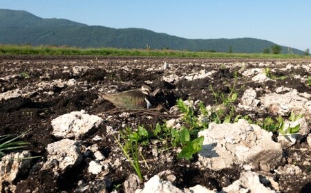 Priba, primer talno gnezdeče vrste, foto: Lan Višnovar
